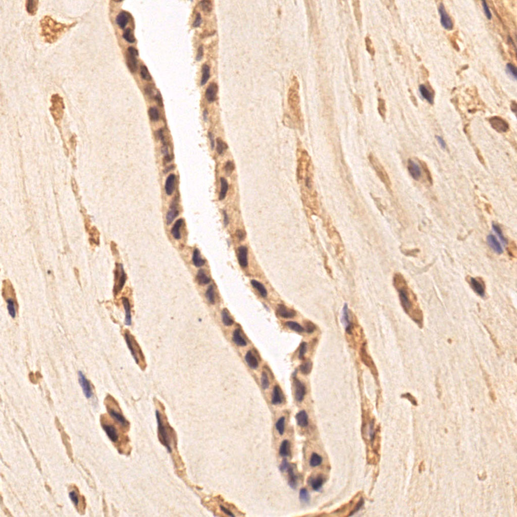 sars-cov-2 gene expression in a human fetus